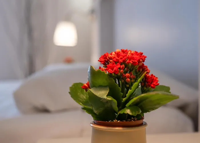 Accademia ורונה